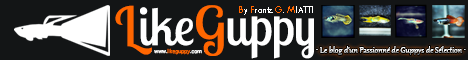 LikeGuppy, Der Blog eines passionierten Guppys Selection