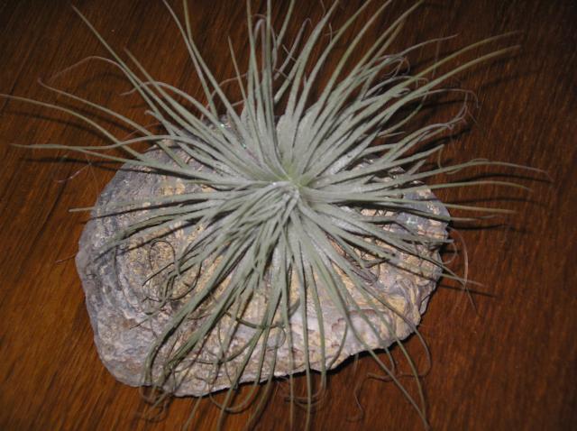 Tillandsia - Page 3 Imgp6879-3b262fe